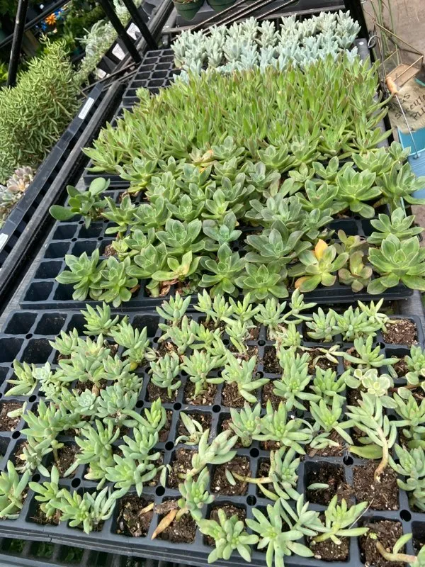 2" succulent plugs assorted