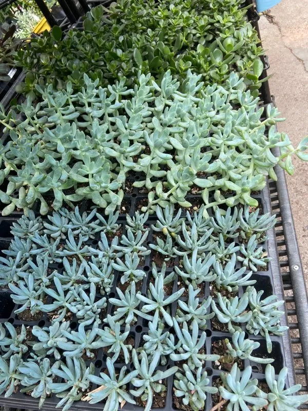 2" succulent plugs assorted