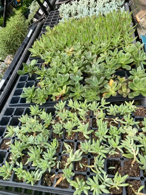 2" succulent plugs assorted