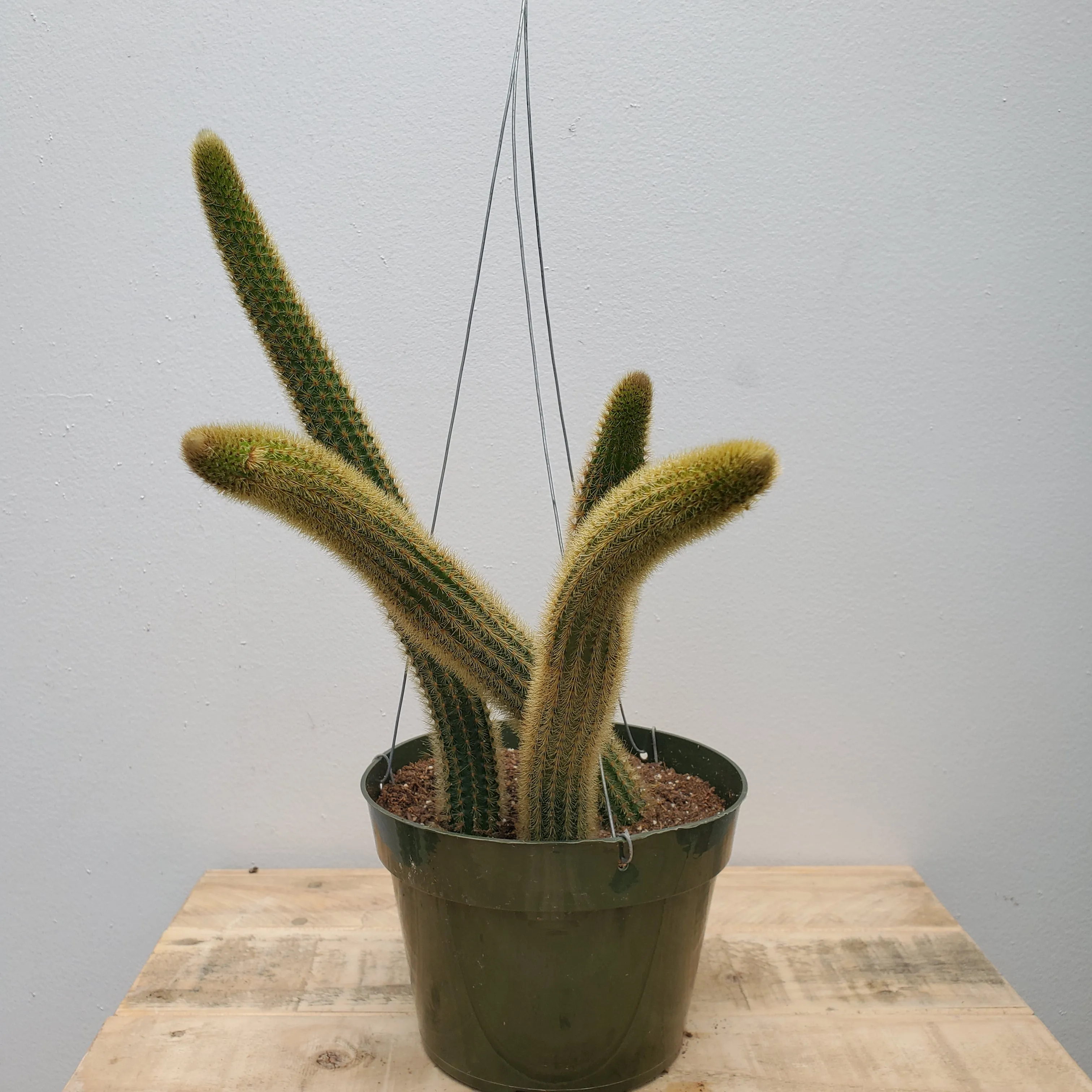 6" cactus monkey tail