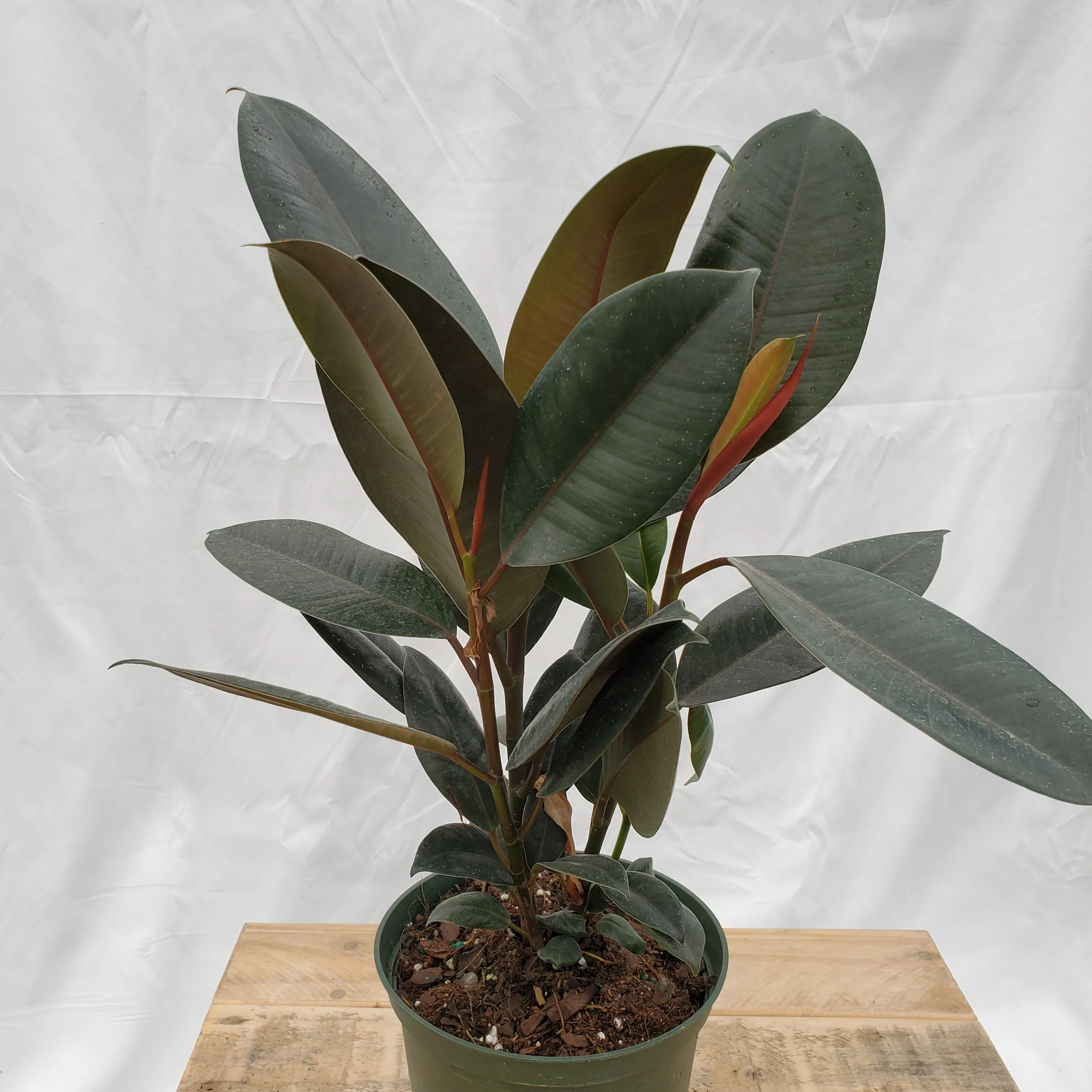 6" ficus burgundy bush